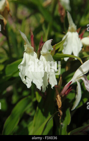 Roscoea cultivars close up of flowers Stock Photo