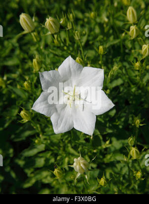 Campanula carpatica forma alba 'Weisse clips' close up of flowers Stock Photo