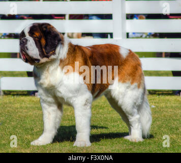 A profile view of a big beautiful brown and white Saint Bernard dog standing on the lawn. St Bernard dogs are well known for the Stock Photo