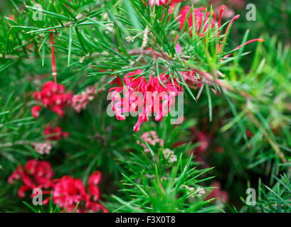 Loropetalum chinensis rubrum 'Blush' close up of flower Stock Photo