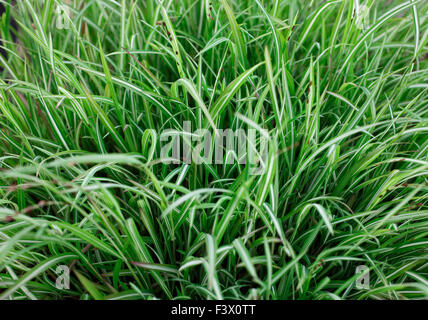 Melica uniflora Variegata close up of plant Stock Photo