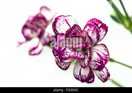 Close shot of pink and white carnation Stock Photo