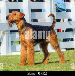 A profile view of a black and tan Airedale Terrier dog standing on the grass, looking happy. It is known as the king of terriers Stock Photo