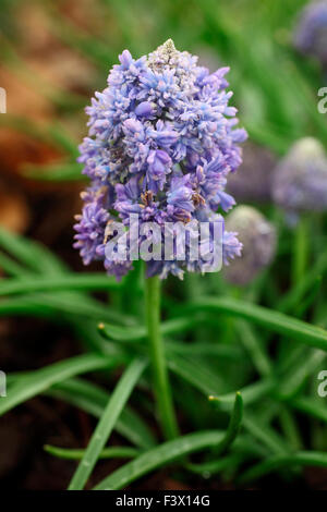 Muscari 'Blue Spike' close up of flower Stock Photo