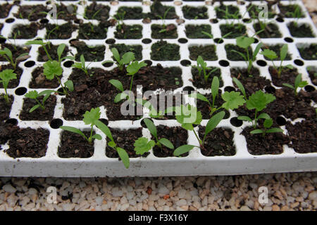 Pastinaca sativa Parsnip seedlings growing in module trays close up Stock Photo
