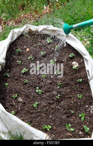 Purple Top MilanTurnip seedlings planted in builders bag watering using rose Stock Photo