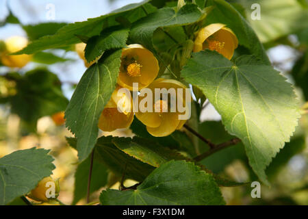 Abutilon 'Canary Bird' shrub in flower close up Stock Photo