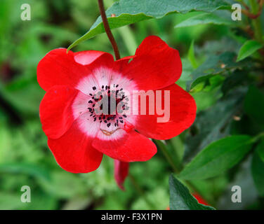 Anemone coronaria 'Hollandia' close up of flower Stock Photo