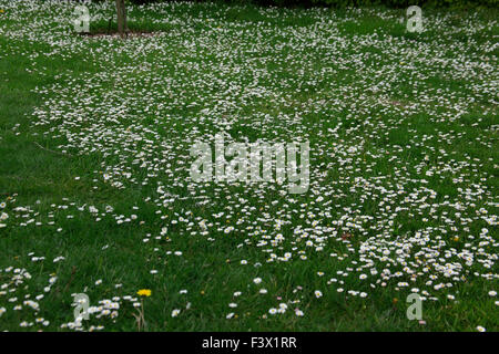 Bellis perennis Daisies growing in lawn Stock Photo
