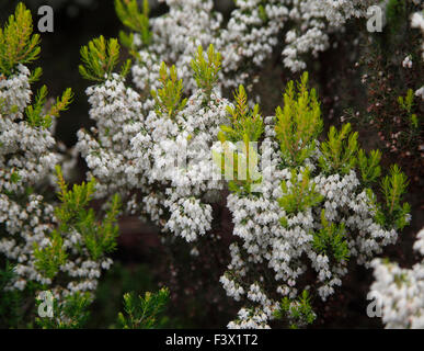 Erica arborea 'Estrella Gold' close up of plant Stock Photo