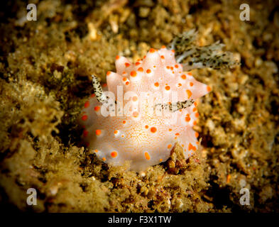 Fat Nudibranch (Helgarda Batagans) out and about Stock Photo