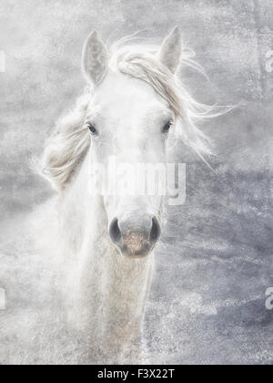 Camargue horse Stock Photo