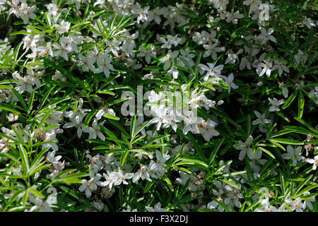 Choisya 'Aztec Pearl' shrub in flower Stock Photo