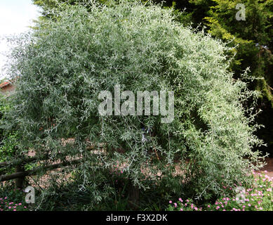 Pyrus salicifolia 'Pendula' Willow leaved Pear close up of tree Stock Photo