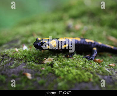 On stone side view close up Hungary May 2015 Stock Photo
