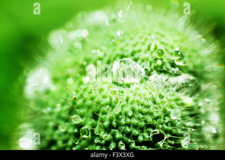 Poppy flower with rain drops - Macro Stock Photo