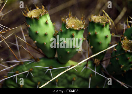 Prickly pair on Opuntia cactus Stock Photo