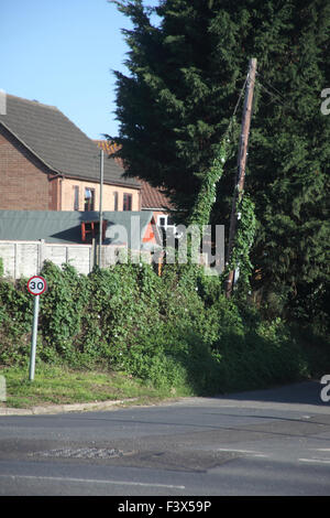 Hedge bindweed Calystegia sepium takes over garden border and climbs telegraph pole Stock Photo