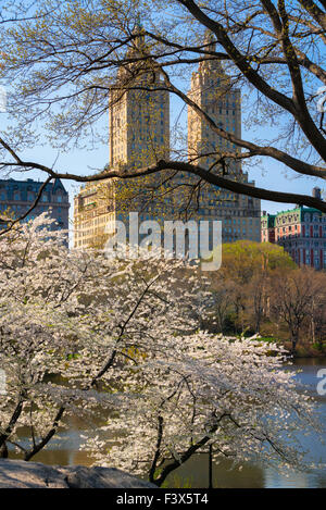 Spring in Central Park with blooming Yoshino Cherry trees. Upper West Side Manhattan, New York City. USA Stock Photo