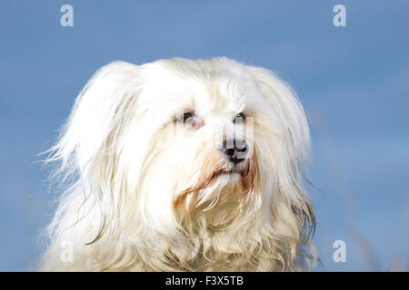 Havanese dog portrait Stock Photo