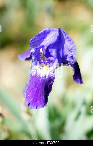 Spring time: wild iris flowers in the wood Stock Photo