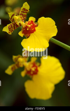 Close up of yellow orchid Stock Photo