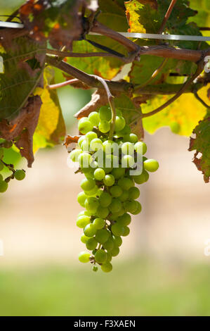 bunch of grapes on vine Stock Photo