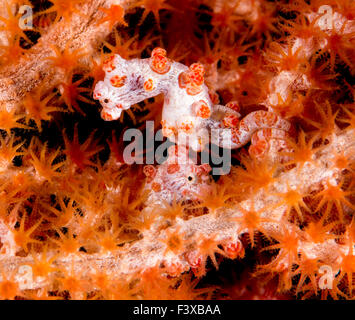 Two Pink Pygmy Seahorses in Pink Coral Fan Stock Photo