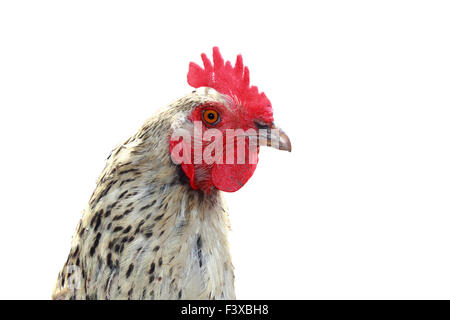 chicken head on white backgroung Stock Photo