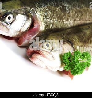 two trout on white background Stock Photo