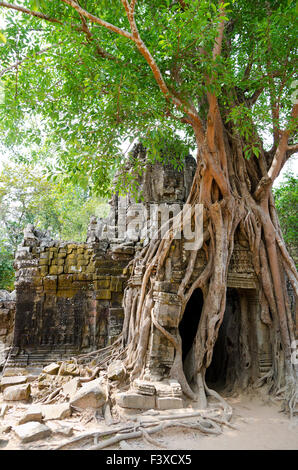 banyan rooting in Angkor Stock Photo