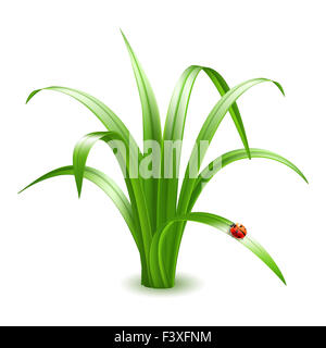 Ladybird on grass. Vector illustration. Stock Photo
