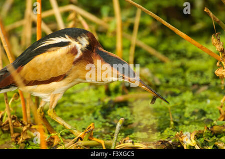 Least Bittern (Ixobrychus exilis) with a small fish in it's bill,  Green Cay Nature Centre, Delray Beach, Florida, USA Stock Photo
