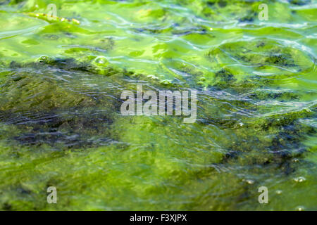 Algae polluted water (  green scum) Stock Photo