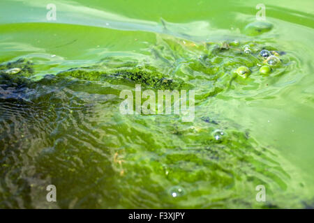 Algae polluted water (  green scum) Stock Photo