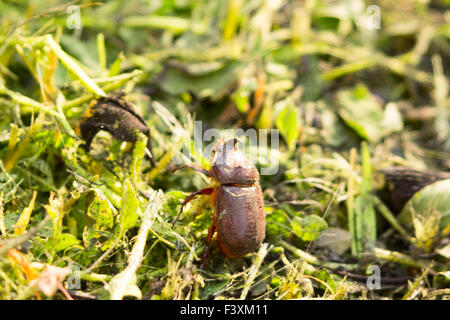 Rhinoceros beetle in the grass Stock Photo