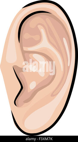 Human ear isolated on white background Stock Photo