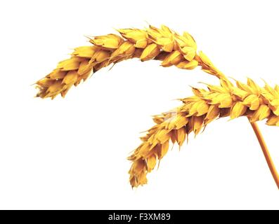 Ear corn - wheat - isolated Stock Photo
