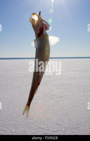 Fishing tac hi-res stock photography and images - Alamy