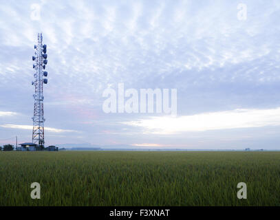 Paddy Rice field Stock Photo