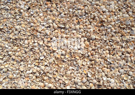 An Abstract Background Texture Of Sea Shells Stock Photo