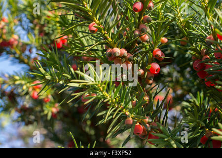 Juniper berries ripening on the bush Stock Photo