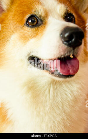 Pembroke Welsh Corgi Stock Photo
