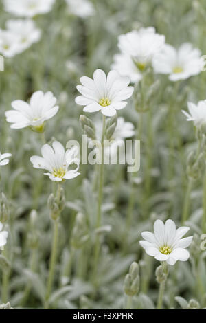 White rock flower garden edging Stock Photo