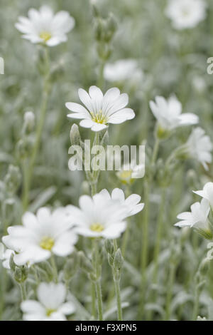 White rock flower garden edging Stock Photo