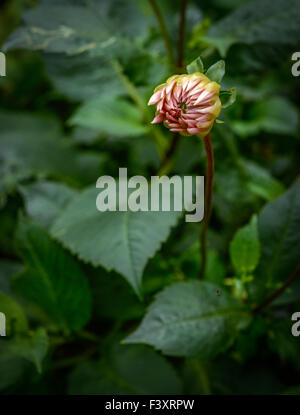 Closed Pink Flower Stock Photo