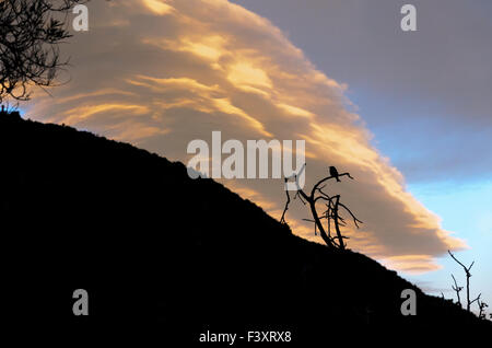 Ominous clouds gathering at sunset,with a small silhouetted bird, in the Gamkaskloof in the Swartberg mountains of South Africa Stock Photo