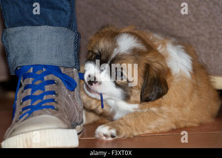 Puppy with laces Stock Photo