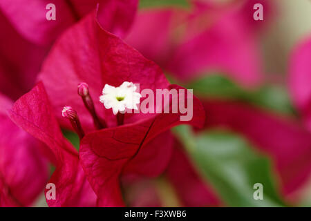 Bougainville flowers close up Stock Photo