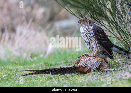 Cooper's Hawk (Accipiter cooperii) on male pheasant kill Stock Photo